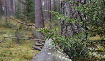 Лес сухой как порох: жителей призывают полностью отказаться от использования огня на природе - rus.delfi.lv - Латвия