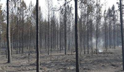 Под Елгавой крупный лесной пожар — горят около пяти гектаров леса - rus.delfi.lv - Латвия