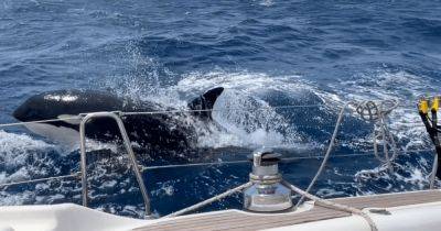 "Стали быстрее и хитрее": моряк рассказал о столкновении с китами-убийцами (фото) - focus.ua - Украина - Испания - Нападение