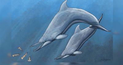 Дельфин и слон в одном теле. Ученые открыли новый вид древних животных, и он ужасает - focus.ua - Украина - Находка