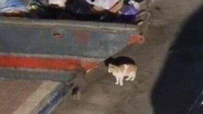 В Бней-Браке начинают войну с крысами: даже коты в страхе - vesty.co.il - Израиль