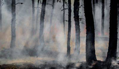 Недалеко от Вентспилсской нефтебазы горят леса - rus.delfi.lv - Латвия