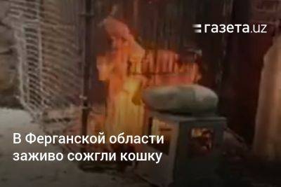 В Ферганской области заживо сожгли кошку - gazeta.uz - Узбекистан