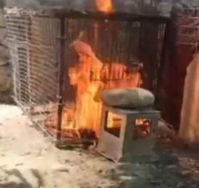 Страшное видео. Живодеры в Ферганской области облили кошку бензином и подожгли. Они отделались штрафом - podrobno.uz - Узбекистан - Ташкент