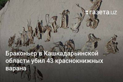 Браконьер в Кашкадарьинской области убил 43 краснокнижных варана - gazeta.uz - Узбекистан