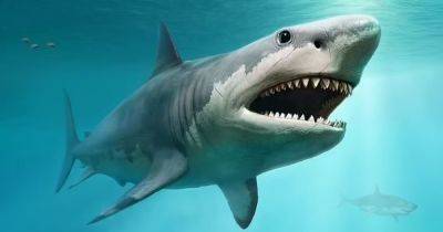Джон Купер - Древняя гигантская акула. Может ли мегалодон до сих пор жить на Земле: ученые дали ответ - focus.ua - Украина - Англия