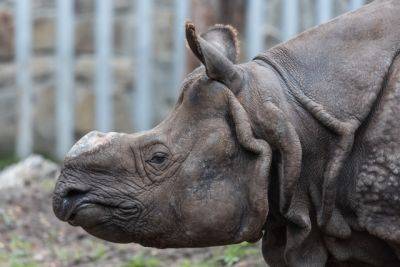Стали известны печальные последствия срезания рогов у носорогов - obzor.lt - Швейцария - Юар