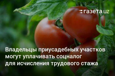 Владельцы приусадебных участков могут уплачивать соцналог для исчисления трудового стажа - gazeta.uz - Узбекистан