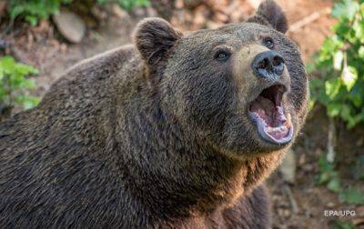 В РФ медведь напал на четырех человек, есть погибший - korrespondent.net - Россия - Украина - Магадан - шт.Аляска - Нападение