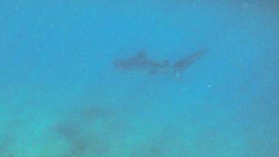 Видео: недалеко от пляжей Эйлата заметили акулу-убйицу - vesty.co.il - США - Израиль - Египет - Экология