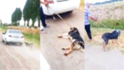 Правоохранители нашли живодера, который таскал собаку на веревке за машиной. Наказание ему определит суд - podrobno.uz - Узбекистан - Ташкент