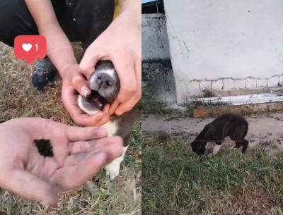 В Намангане подросток заставил щенка проглотить насвай, записал на видео его мучения и выложил в соцсетях - podrobno.uz - Узбекистан - Ташкент