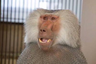 Ташкентский зоопарк пополнился обезьянами с "серебряными плащами". Фото и Видео - podrobno.uz - Израиль - Узбекистан - Ташкент