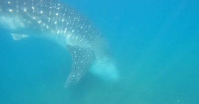Не перестают удивлять. Ученые запечатлели удивительное поведение китовой акулы на дне океана (видео) - focus.ua - Украина - Мексика - шт. Калифорния