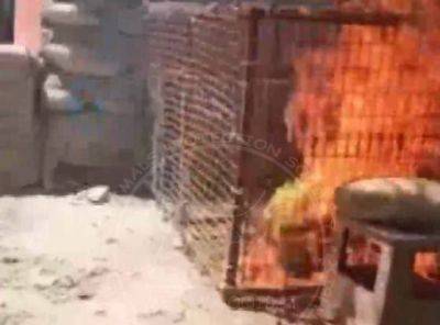 Мужчин, которые облили кошку бензином и сожгли, оштрафовали всего на 990 тысяч сумов - podrobno.uz - Узбекистан - Ташкент