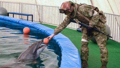 Россия увеличила число боевых дельфинов для защиты базы ВМФ в Крыму - obzor.lt - Москва - Россия - Украина - Крым - Англия - Севастополь
