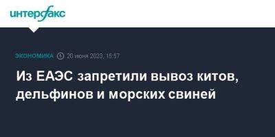 Из ЕАЭС запретили вывоз китов, дельфинов и морских свиней - smartmoney.one - Москва - Приморье край