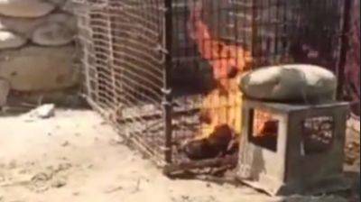 Живодеры, которые сожгли кошку, все-таки отправятся под арест. Они получили сроки от 3 до 7 суток - podrobno.uz - Узбекистан - Ташкент