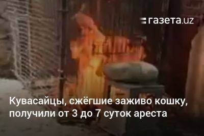 Кувасайцы, сжёгшие заживо кошку, получили от 3 до 7 суток ареста - gazeta.uz - Узбекистан