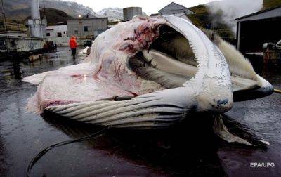 В Исландии приостановили охоту на китов - korrespondent.net - Норвегия - Украина - Япония - Исландия