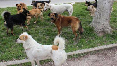В Карелии власти собираются выпустить из приюта на улицу более 60 собак - svoboda.org - Петрозаводск - Медвежьегорск - республика Карелия