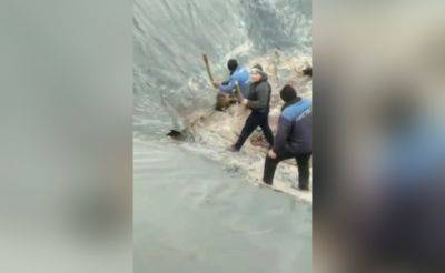В соцсетях распространилось очередное видео, в котором несколько мужчин с особой жестокостью убивают собак - podrobno.uz - Узбекистан - Ташкент