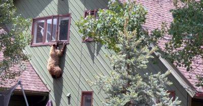Взламывал дома: медведь украл еду и сбежал через окно (видео) - focus.ua - США - Украина - шт. Колорадо