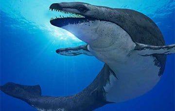 Ученые открыли новый вид доисторических зубатых китов - charter97.org - США - Белоруссия - Лос-Анджелес - штат Вашингтон