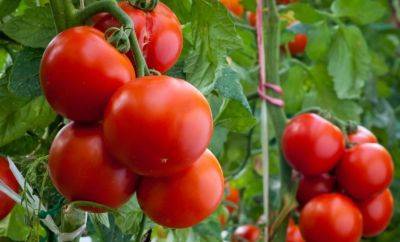 Попробуйте эту подкормку для помидоров: урожай будете собирать целыми ведрами - hyser.com.ua - Украина