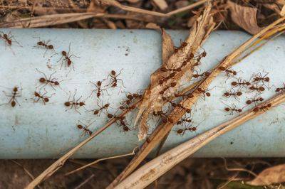Как навсегда избавиться от муравьев в доме, квартире или на огороде – народные средства - apostrophe.ua - Украина