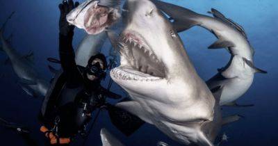 Бесстрашный дайвер покормил из рук гигантскую акулу (фото) - focus.ua - Украина - шт.Флорида - state Florida