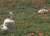 В Словакии лебеди не улетают с маковых полей из-за наркотического опьянения - udf.by - Белоруссия - Минск - Словакия