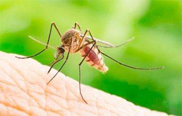 Почему некоторые люди являются «магнитами» для комаров - charter97.org - Белоруссия - шт.Флорида