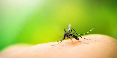А Грета говорила. В Европе появились комары-переносчики опасных заболеваний - nv.ua - Австрия - Украина - Италия - Германия - Франция - Румыния - Венгрия - Испания - Болгария - Хорватия - Кипр - Греция - Словакия