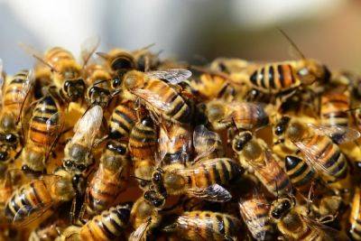 Предупреждение об агрессивных пчелах в Германии: что нужно знать - aussiedlerbote.de - Германия