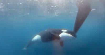 Пытались протаранить: киты-убийцы окружили и атаковали яхту во время гонки (видео) - focus.ua - Украина - Италия - Испания - Гибралтар