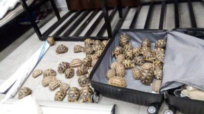 Израильтянин задержан в Мадагаскаре при попытке контрабанды 59 редких черепах - vesty.co.il - Израиль - Таиланд - Бангкок - Мадагаскар - Эфиопия