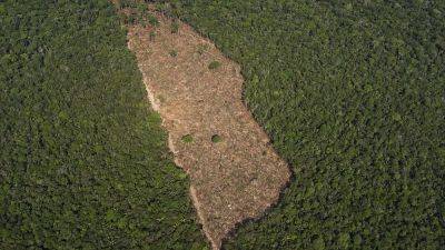 Планета лишилась тропических лесов площадью размером со Швейцарию - ru.euronews.com - Швейцария - Бразилия - Индия - Голландия - Боливия - Конго