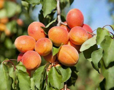 Узбекистан - Узбекистан в 2023 году станет вторым крупнейшим экспортером свежего абрикоса в мире – эксперты - podrobno.uz - Россия - Италия - Узбекистан - Турция - Испания - Ташкент