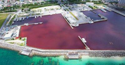 Утечка химикатов: авария на пивном заводе покрасила море в красный цвет (видео) - focus.ua - США - Украина - Япония