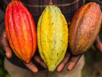 В мире поднимают цены на какао: производителям и покупателям придется платить больше за шоколад - unn.com.ua - Украина - Киев - Гана - Кот Дивуар