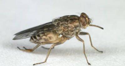 Ученые нашли эффективный способ борьбы с надоедливыми мухами: потребуется что-то голубое - focus.ua - Украина