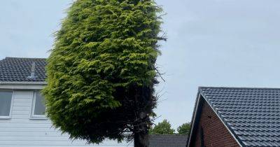 "Мы не жалеем": семейная пара отомстила соседу, распилив его дерево на своем участке (фото) - focus.ua - Украина - Англия - Великобритания