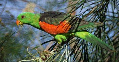 Чрезвычайный лингвистический феномен: действительно ли попугай спас вымерший язык Амазонии - focus.ua - США - Украина - Колумбия - Германия - Мексика - Венесуэла - Испания - Куба - Эквадор