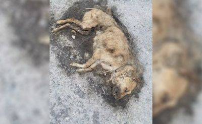 В Узбекистане произошло еще одно массовое убийство собак. Видео - podrobno.uz - Узбекистан - Ташкент