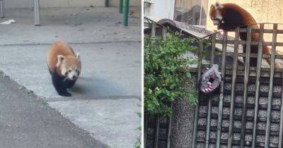 Красная панда сбежала из зоопарка ради овощного магазина (фото) - focus.ua - Китай - Украина - Англия - Великобритания