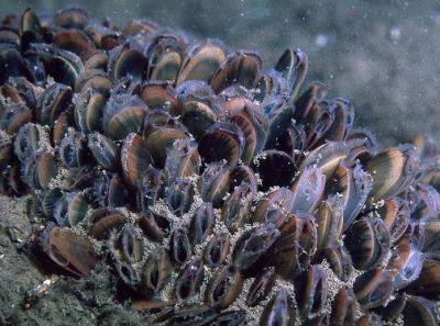 JHM: Испражнения мидий Mytilus edulis помогут в борьбе с микропластиком в океане - obzor.lt