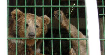 Зоопарк или тюрьма для животных? Будет ли в Душанбе построен новый зверинец? - dialog.tj - Россия - Душанбе