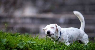 Почему собаки едят траву, и опасно ли это: ответы экспертов - focus.ua - Украина