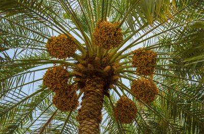 В Израиле ученые воссоздали финиковую пальму из семян, которым 2 тысячи лет - видео - apostrophe.ua - Украина - Израиль
